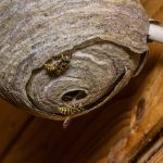 自宅で蜂の巣を発見！自分で安全に蜂の巣を駆除する方法